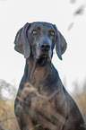 blue Weimaraner Portrait