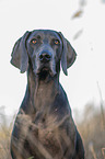 blue Weimaraner Portrait