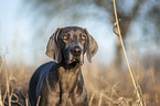 blue Weimaraner Portrait