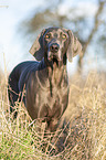 standing blue Weimaraner