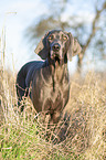 standing blue Weimaraner