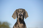 blue Weimaraner Portrait