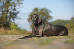 lying blue Weimaraner