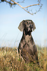 sitting blue Weimaraner