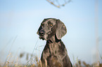 lying Weimaraner