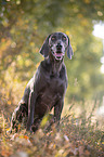 sitting blue Weimaraner