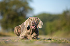 lying Weimaraner