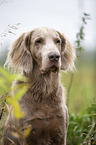 Longhair Weimaraner