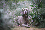 lying Weimaraner