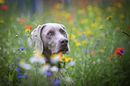 Weimaraner portrait