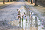 Weimaraner