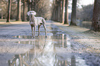 Weimaraner