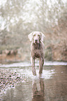 walking Weimaraner