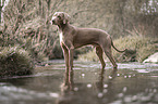 bathing Weimaraner