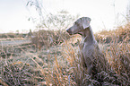 Weimaraner Portrait