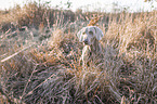 Weimaraner Portrait