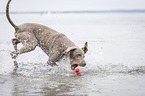 running Weimaraner