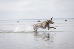 running Weimaraner