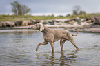 walking Weimaraner