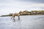 walking Weimaraner