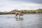 walking Weimaraner