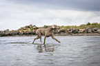 walking Weimaraner