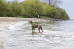 bathing Weimaraner