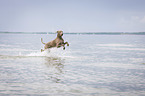 running Weimaraner