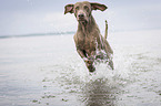 running Weimaraner