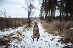 sitting Weimaraner