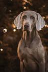 Weimaraner Portrait