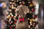 Weimaraner Portrait