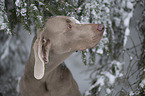 Weimaraner Portrait