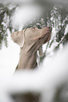 Weimaraner Portrait