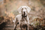 Weimaraner Portrait