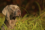 male Weimaraner