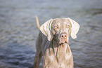 Weimaraner