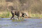 Weimaraner