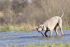 Weimaraner