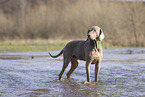 Weimaraner