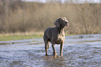 Weimaraner