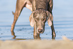 Weimaraner at the water