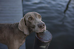 Weimaraner at the water