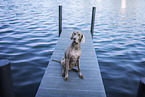 Weimaraner at the water