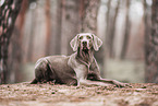 Weimaraner