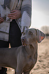 male Weimaraner