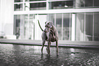 female Weimaraner