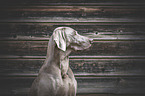 female Weimaraner