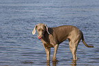 bathing Weimaraner