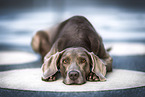 Weimaraner